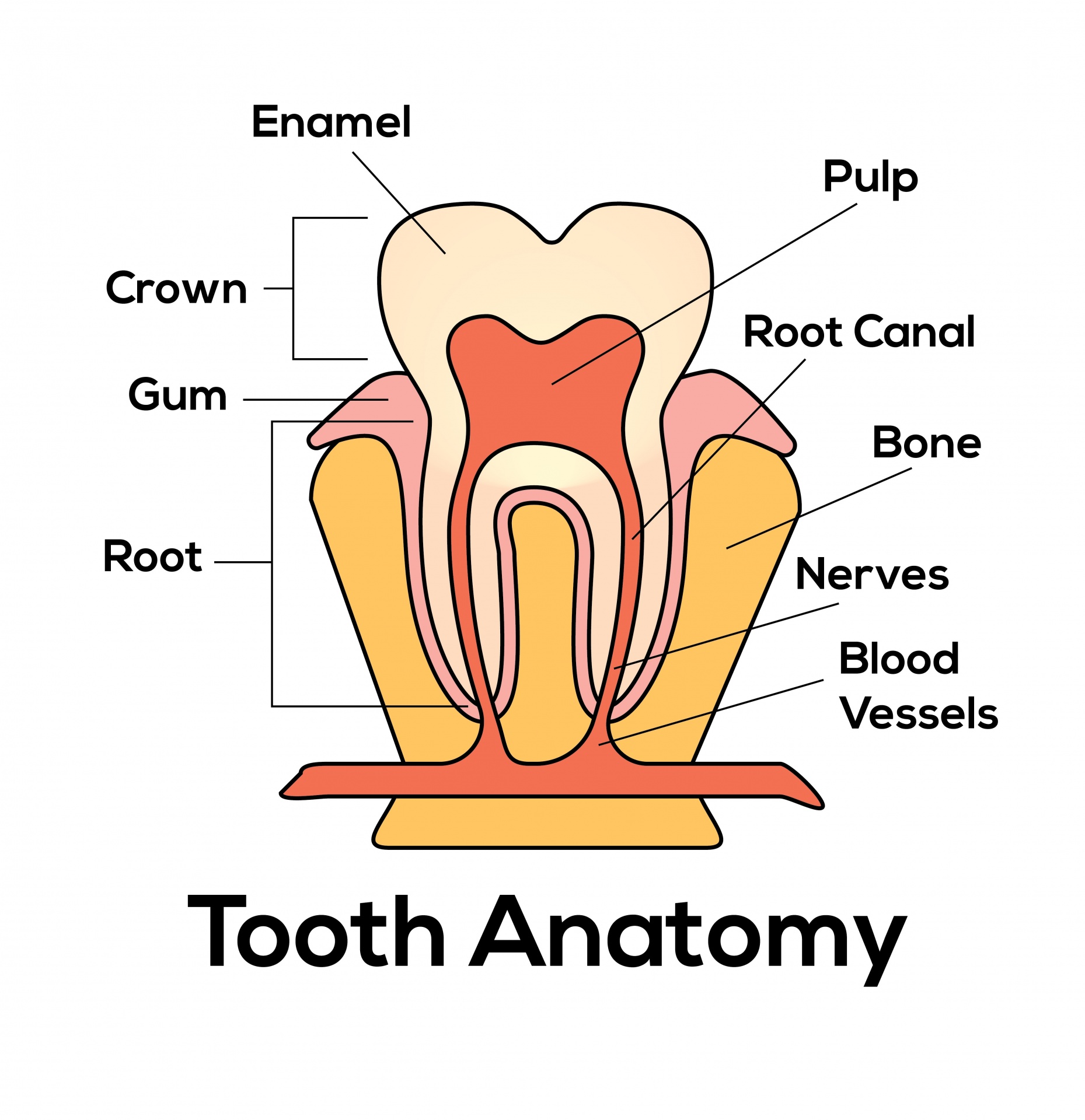 tooth-description